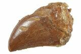 Serrated, Baby Carcharodontosaurus Tooth - Morocco #268865-1